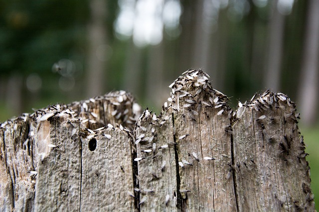 L'essaimage des fourmis