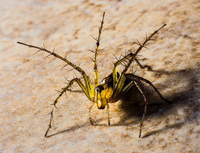 petite araignée